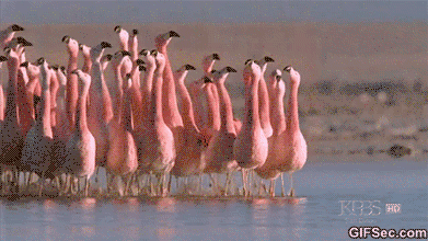Flamingos walking in a pack to represent the importance of sorority women working together as a team.